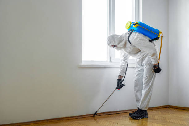 Best Wasp Removal Services  in Minturn, CO