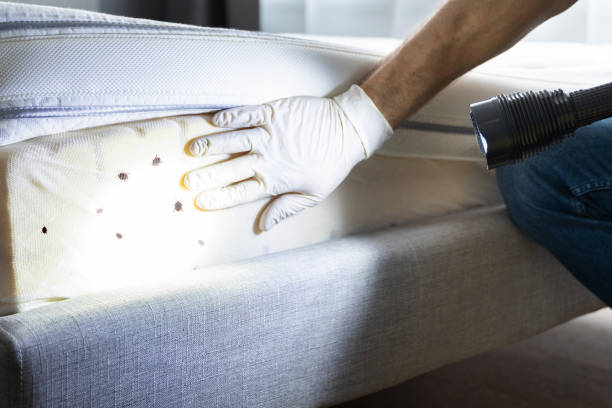 Best Pest Removal Services  in Minturn, CO