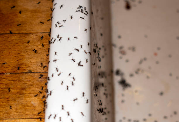 Best Wasp Removal Services  in Minturn, CO
